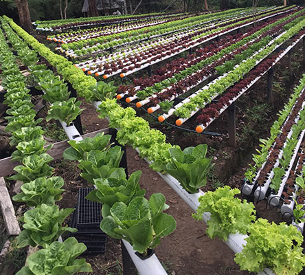 foto-marca-amanzi-cultivos-hidroponicos-organicos-medellin-colombia-ladespensa-2019